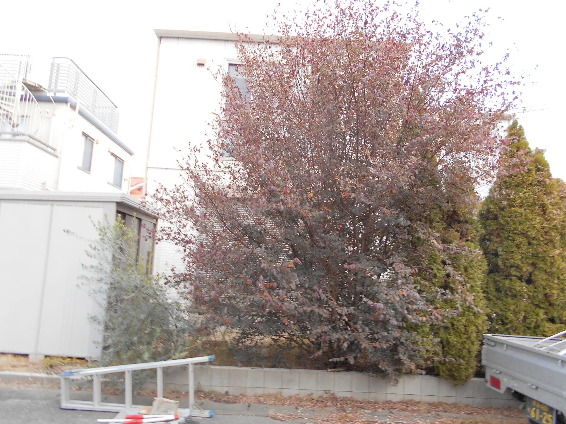 剪定1本　寒そうです　