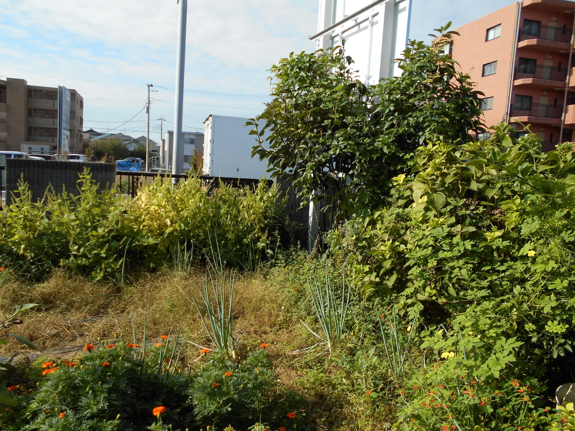 本庄市　草むしり・回収処分・他