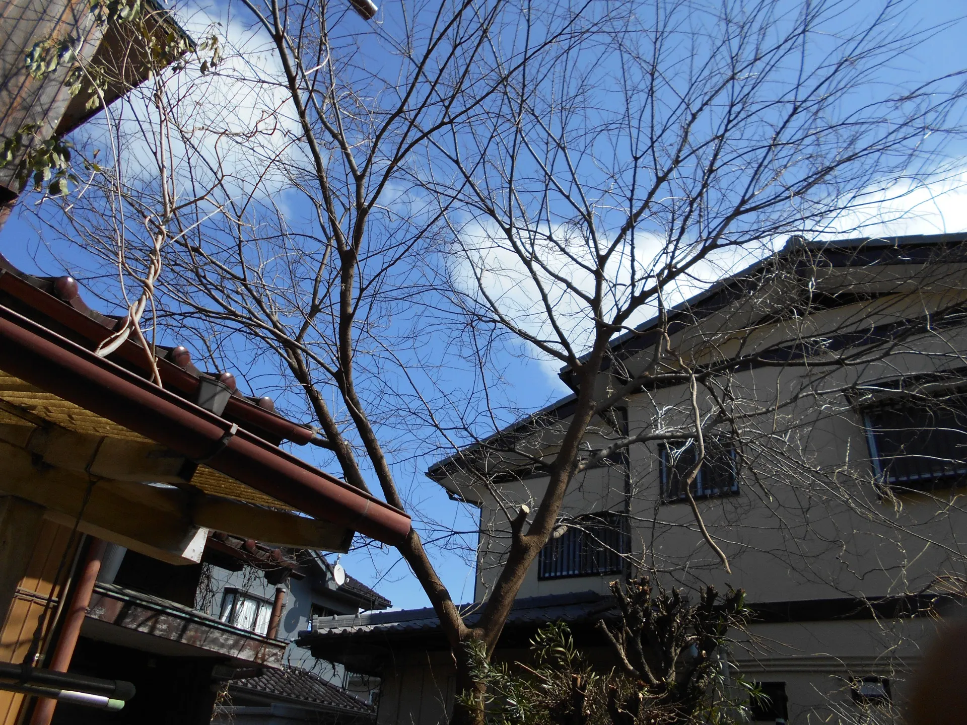 本庄市　剪定回収処分のお見積りです